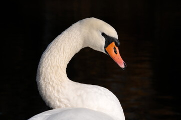Fototapeta premium Swan black