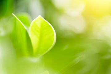 Nature green backgrounds, Selective and soft focus, Green leafs in garden under sunlight, Natural green leaves plants for environment ecology concepts or greenery wallpaper background