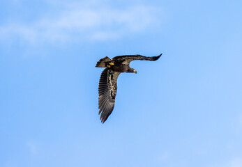 young Bald eagle 