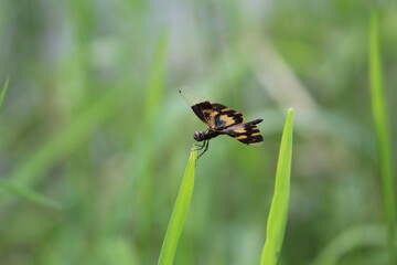 colorful dragonfly sitting on blade of grass in nice blur background