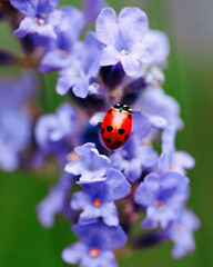 Ladybug On Flower 1