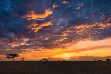 The sunrise panoramic view of Serengeti national park in Tanzania, Africa