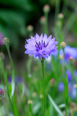 Cornflower blooming in a meadow, blue cornflower close – up

