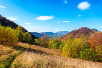 Naklejka na ściany i meble autumnal landscape in carpathian mountains. trees in colorful foliage on a grassy hills rolling in to the distant ridge. beautiful scenery on a warm sunny day with clouds on the sky
