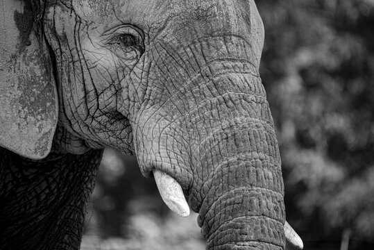 close up of an elephant in black and white