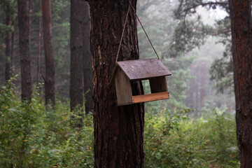 bird house in the forest