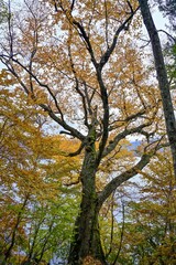 中禅寺湖の湖岸で見た苔むした大木の黄葉＠栃木