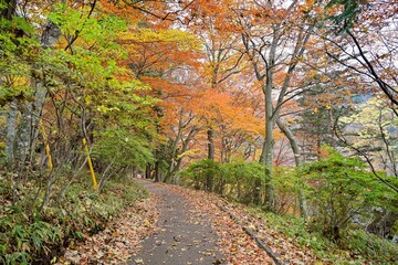 Naklejka premium 中禅寺湖の湖岸の遊歩道の晩秋の情景＠栃木