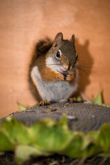 squirrel 