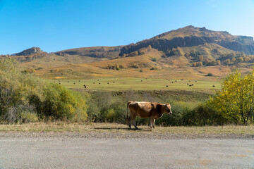 Fototapeta na wymiar A cow on the road in the Caucasus. Behind a field with sheaves of harvested hay