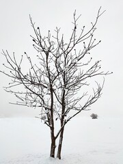 Fototapeta na wymiar Bare branches of single tree in a field in winter, loneliness and cold concept
