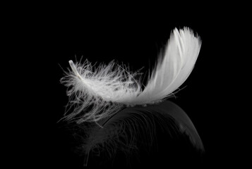 Soft White Fluffy Feather on Black Background. Space Advertising, Banner Ads, Logo Lightly Concept.