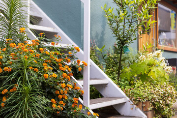 白い階段の脇に咲くランタナと小さなお店のショーウィンドウ