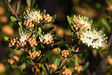 Australian native Scaly Phebalium plant
