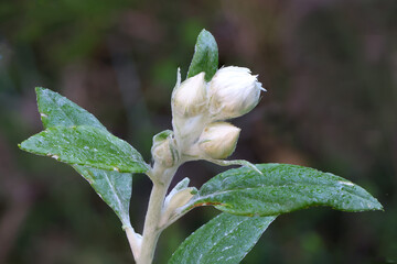 White Everlasting or White Paper Daisy in bud