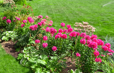 Fototapeta premium A beautiful flower bed in the backyard of a private house.