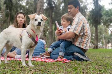 Portrait of an old dog next to his owners in a park