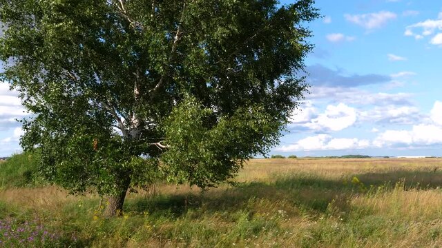 Summer countryside landscape view  with bearch tree standing alone in pasture field in windy and sunny day.