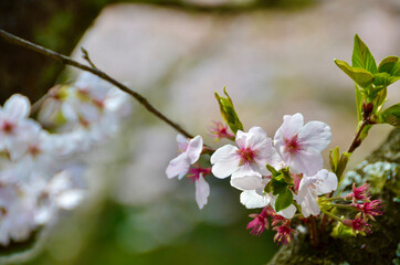 The life of a short cherry tree is nearing its end