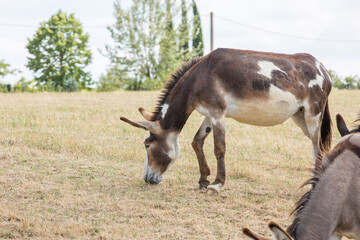 Donkeys and mules puledro in the countryside in Europe. Lovely pets walk and eat in the paddock in the village on the grass. Pets on the eco-farm on a summer day.