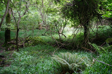 Fototapeta premium a lively dense forest in springtime