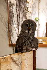 The Great grey owl in an owl cafe in Japan