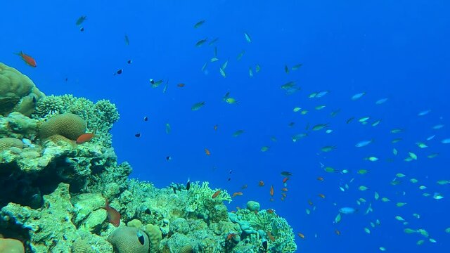 Colorful tropical fish swims near beautiful coral reef on blue water background in sun ray. Arabian Chromis (Chromis flavaxilla) and Lyretail Anthias or Sea Goldie (Pseudanthias squamipinnis)