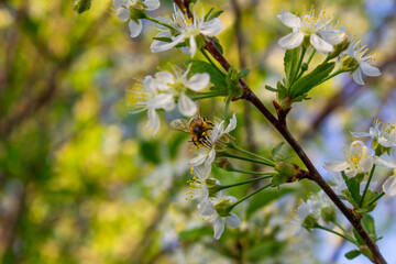 The working days of the bees have begun! The delicate colors of spring, the sweetest pollen of the first flowers!