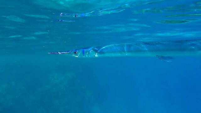 Close-up of Needlefish swims under water surface in sunshine. Underwater life in the ocean. (4K - 60fps) 