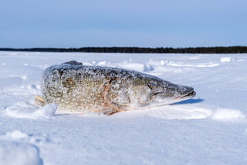 North pike. during cold winter time. Ice fishing. Space for text