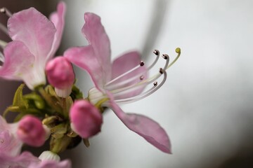 Fototapeta premium Roseshell azalea.Native throughout the eastern and southern part of the United States, with the exception of Florida State and Quebec Province in Canada. 