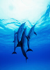 Atlantic Spotted Dolphin (Stenella Frontalis). Dolphins Swimming Underwater
