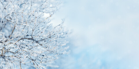 Sparkling snow on branches of tree, frost on plant on  sunny winter day. Natural background