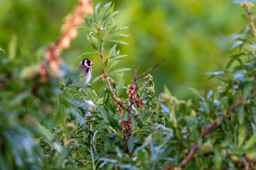 carduelis carduelis or european goldfinch hidden among tree branches, dobrogea