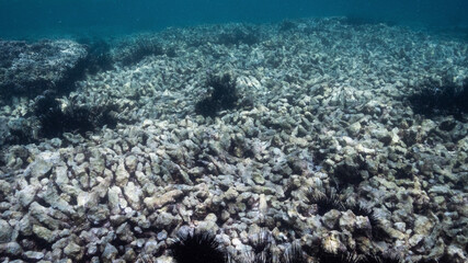 Fototapeta na wymiar destroyed dead coral reef from destructive fishing