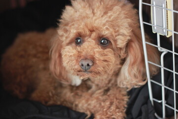 귀여운 반려견의 모습