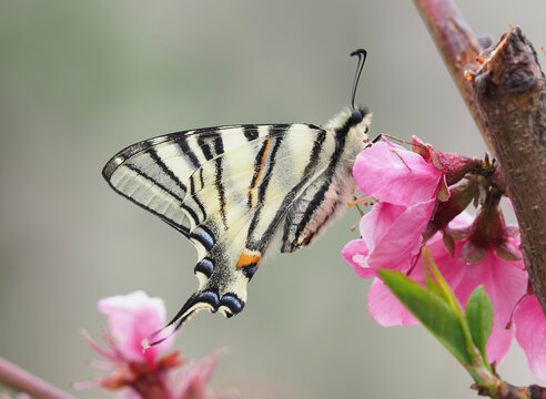 The scarce swallowtail butterfly on pink flower of peach tree, Iphiclides podalirius