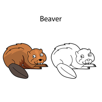 Funny cute animal beaver isolated on white background. Linear, contour, black and white and colored version. Illustration can be used for coloring book and pictures for children