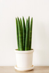 Sansevieria cylindrica on white background. Cylindrical snake plant, Spear Sansevieria, Common Spear Plant air purifier plant indoor for minimal design.