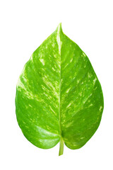 Leaf of epipremnum aureum purify air, houseplant, golden pothos, vining plant with heart-shaped leaves plant isolated on white background.