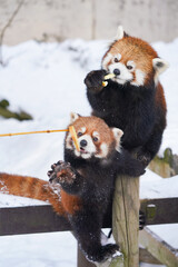 Cute red panda from japan zoo