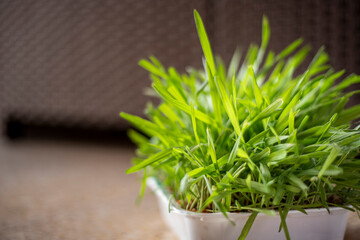 Fototapeta premium catnip growing in a white plastic tray