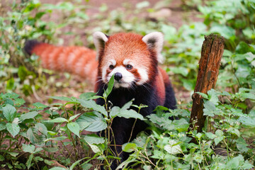 Fototapeta premium Cute red panda from japan zoo