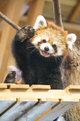 Cute red panda from japan zoo