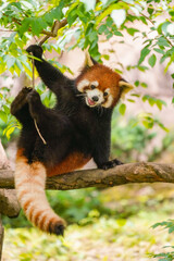Cute red panda from japan zoo - obrazy, fototapety, plakaty