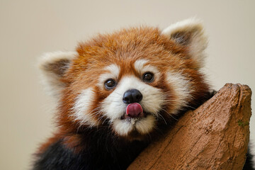Cute red panda from japan zoo