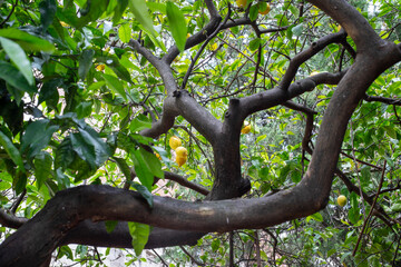 Ripe and juicy lemons ready for harvest in a lemon tree