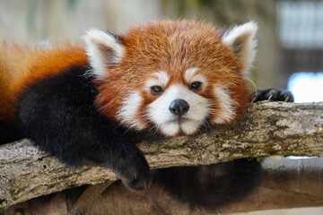 Obraz premium Cute red panda from japan zoo