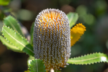 Close-up of Old Man Banskia flower (Banksia serrata) 