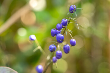 Berries of a Tasman Flax lily (Dianella tasmanica) close-up. 